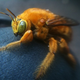 Illustration for article titled Shooting Challenge: Bugs Gallery (Part 4)